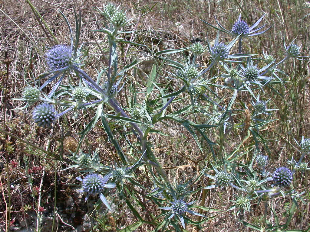 Fiore N�5 ... - Eryngium sp.